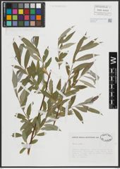 Foto von Salix alba L.